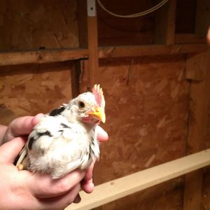 Praying this one is NOT a rooster!!