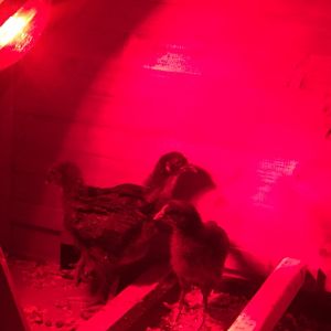 My Australorp/Cochin cross chicks at 3 weeks