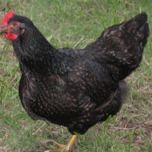 Speedy, our Double-Laced Barnevelder