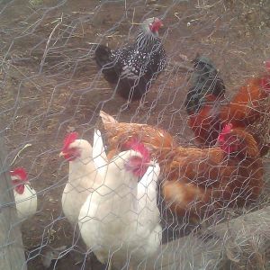 The whole flock-
from left to right--Emo, Mama, Houdini (she's closest to the fence), Ginger, Nutmeg, Chanticleer (rooster) and Judy (in the back).  Little Red and Goldie refused to come over and have their pictures taken.