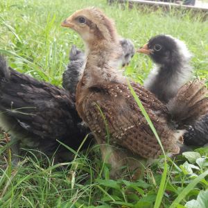Baby chicks in the wind!