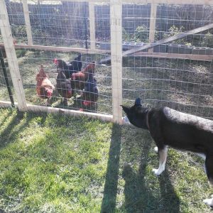 Dog meets chickens