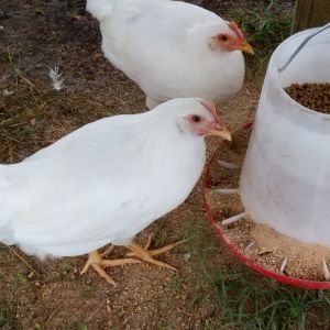 Roosters or pullets and curious if they are white leg horns?