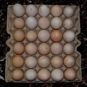 Turkey & Duck eggs