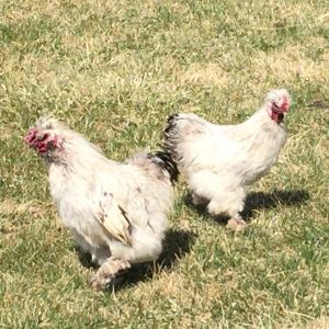 Partridge silkie roosters
