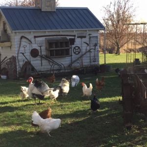 My free range chickens