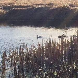 My call ducks on our pond