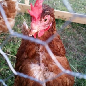 Mr. Lahey (they were named by husband) before his feathers started growing back
