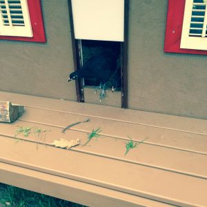 Had to coax them out after two days getting used to being in coop!