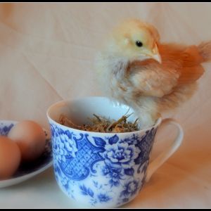 2 week old Buff Orpington - Marigold "Goldie"