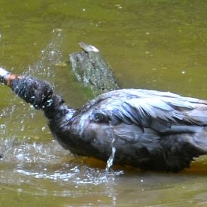 Muscovy duck playing in the pond