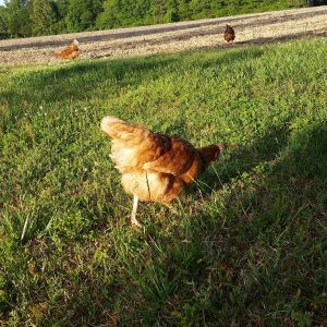 Free ranging