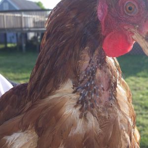 Lahey's feathers growing back in