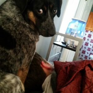 Our Naughty Luna H. Bug trying to wake up my husband on a Saturday morning......