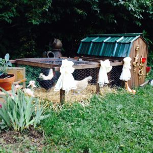 Our baby Appenzellers . . .. .
