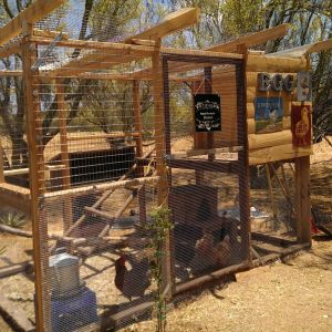 I still need a roof! I'm looking for used corragated metal roofing material. For shelter, they go under the floor of the hen "house" (uh ... veranda?). It doesn't rain too much here, but I do plan do get it done before monsoon season.