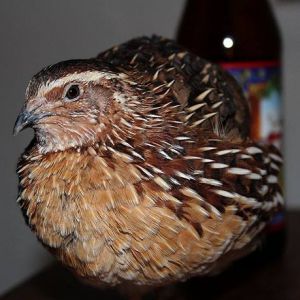 *
my cortunix quail, Chickie