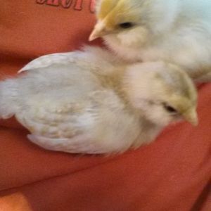 Electra Chicken and Dyna Hen