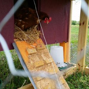First peek out of coop