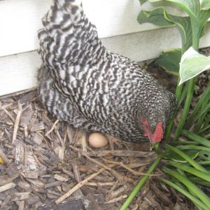 My favorite chicken, Dawn, a Dominique with her very first egg!!