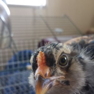 Cockerel