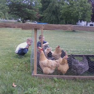 Grandkids checking out the hens in the chicken tractor.  Spring 2015.