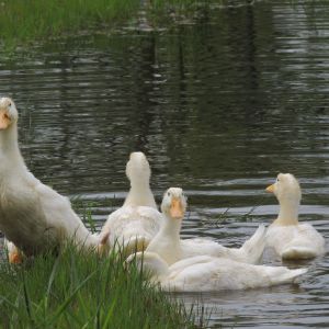 first swim in the pond, 6 weeks old
