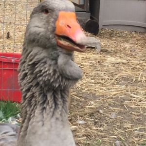 A very Blessed Goose