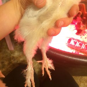 just over two weeks old