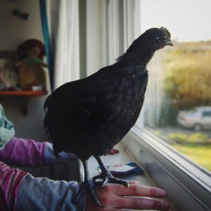 Poppy the ayam cemani