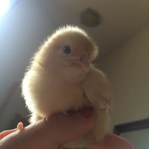 "Oeuf"