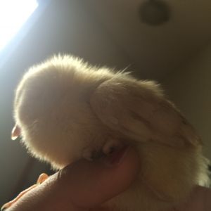 "Oeuf"