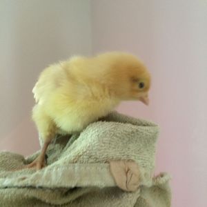 "Oeuf"