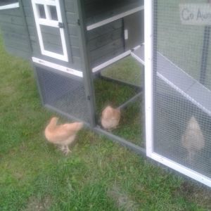 Going in their coop on their own :-)