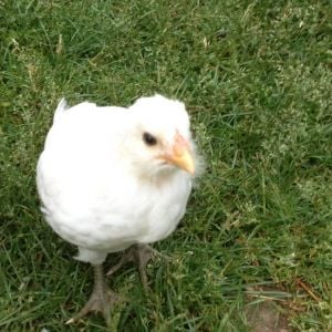 Pullet #1 (breed unknown)