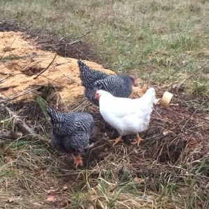 ~compost pile
~hens: You(barred rock), Ostrich(barred rock), Pee(white rock)
