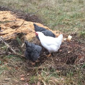 ~compost pile
~hens: You(barred rock), Ostrich(barred rock), Pee(white rock)