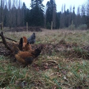 ~on the compost pile