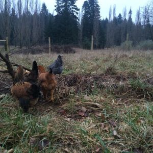 ~on the compost pile