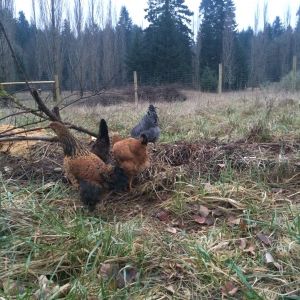 ~on the compost pile