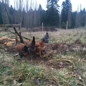 ~compost pile
