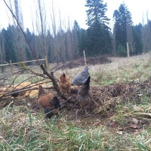 ~on the compost pile