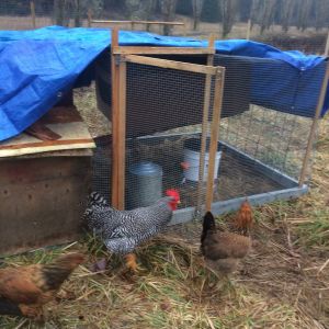 And looking fine as a roo! Also, there's the newest chicken coop.. Very light, especially with the tarp for a roof, but there's issues with water draining off it and we're not sure about light under it. Currently, the young 5 live in the other coop after we let them change to it. Marilyn is on the right, Lessa on the left(Ameraucaunas).
