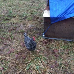 Other part of the new coop- the nest box..