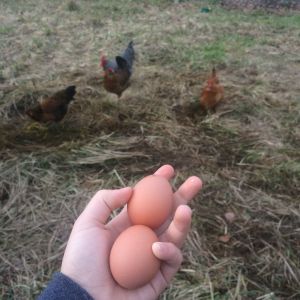 eggs & the chickens who make them