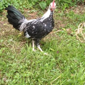 Colonial Sanders Silver Duckwing OEGB