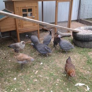I have 4 guinea fowl and one, I know, is a female.  And, unfortunately I think the other 3 are males.  One of the 3 has medium waddles and is pretty quiet; so I don't know about that one.  I have 5 Easter Eggers named, Cee Cee (she kinda looks like a seagull, Ebony (tan with a black head), Spot (speckled neck), and Ressie and Dessie
(they look like twins except Dessie has more of a fluffy face).  I had 6 Easter Eggers, but lost one that had the split beak.  She literally starved to death.  I had 6 Barred Rocks, but I guess I picked up the wrong one at Rural King, and I found it dead the next day after I brought it home.  My other 5 were supposed to be pullets, but one turned out to be a Roo (Reggie).  The older chickens are still whooping up on the Rocks, but I make sure they get their share of the food and water.