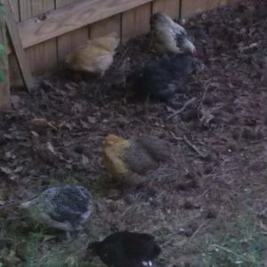 6 pack bantum cochins