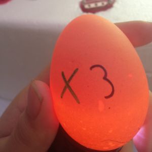 Egg 3 on day ~15