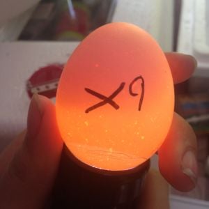 Egg 9 on day ~15